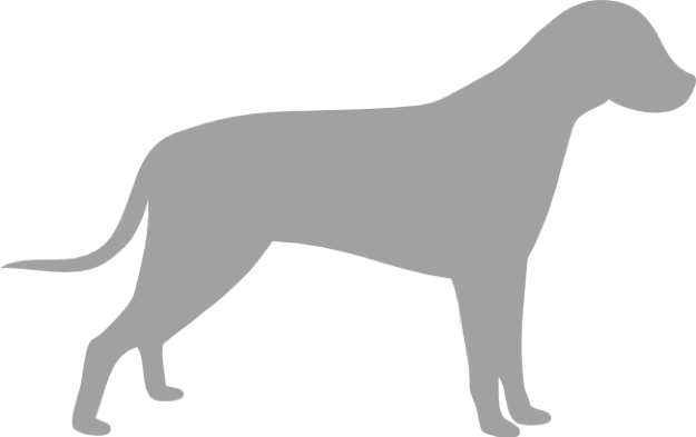 Grey Labrador Icon