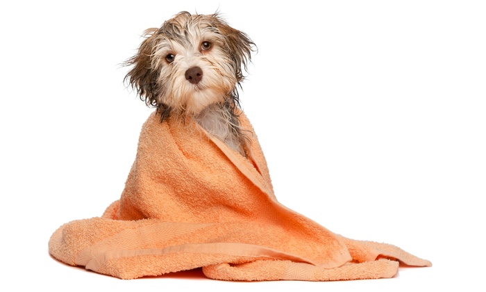 Clean dog wrapped in an orange towel