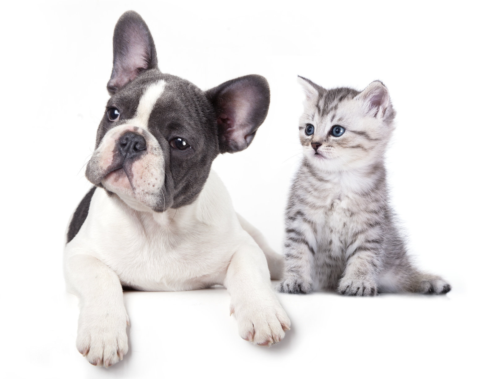 frenchie and kitten