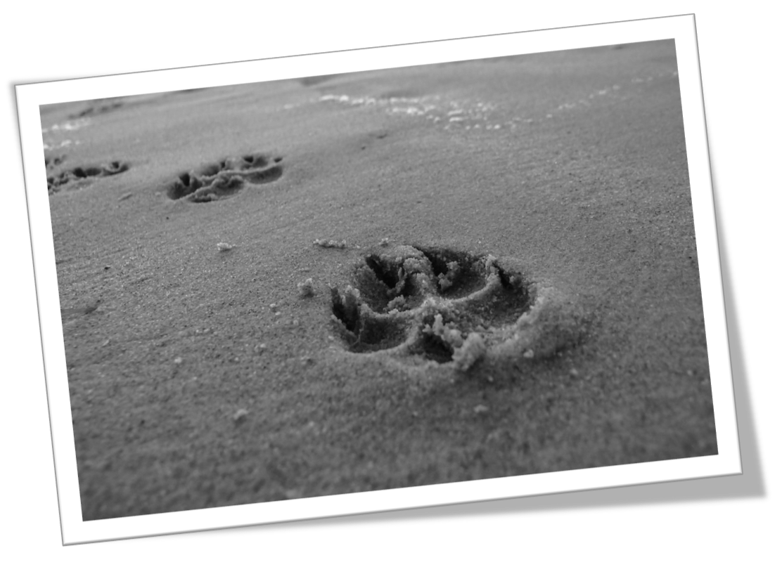 pawprint in the sand