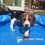 My Best Friend Dog Care | Dog Walker | Fareham