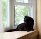 Black Cat sitting by the window | The Cat Vet