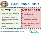 SpiritDog Training | Socialising a puppy