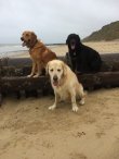 Pack Holidays | Norfolk | Dog Friendly Cottages