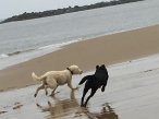 Review | Pack Holidays | Norfolk | Dog Friendly Cottages