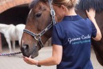 Equine and Canine Physiotherapy Yorkshire
