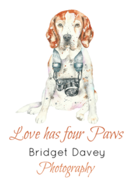 Bridget Davey Dog and Pet Photography